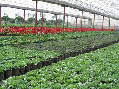 無土栽培育苗專用基質 讓水果種植更高效、更健康